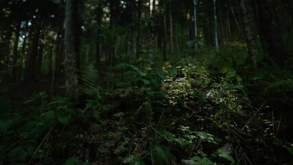 The view of a forest ground towards the end of summer. Leaves, branches and lensflairs.