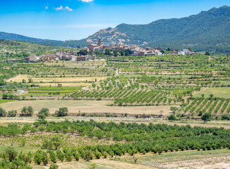 Fototapeta na wymiar Vineyards and Olive trees near Ulldemolins village, Catalonia, Spain