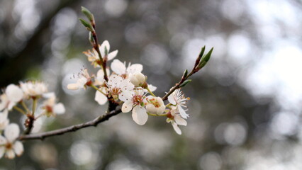 Blüten