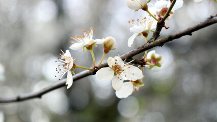 Blüten