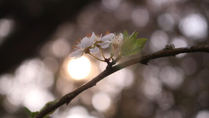 Blüten