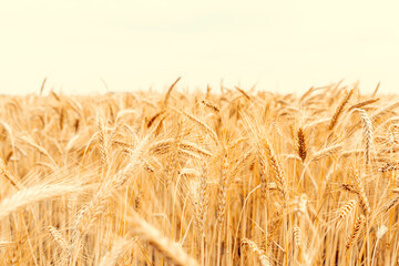 Golden wheat rye landscape in sun day. Golden harvest background. Bread plant agriculture farm cereal crop in sunset.
