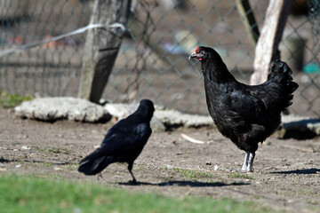 Carrion Crow at a chicken coop // Aaskrähe, Rabenkrähe (Corvus corone) an einem Hühnerstall