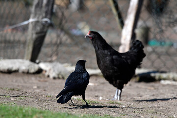 Carrion Crow at a chicken coop // Aaskrähe, Rabenkrähe (Corvus corone) an einem Hühnerstall
