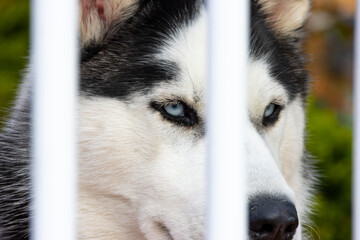 beautiful husky dog behind a fence with lovely blue eyes and white fur looking directly at me while I took his photo