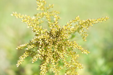 close up of yellow flowers,löwenzahn, blume, gelb, natur, frühling, pflanze, sommer, makro, gras, aufblühen, flora, garden, wiese, close up, schönheit, blühen, unkraut, sonne, feld, jahreszeit, froh