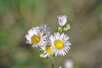 Obraz premium daisy flower,löwenzahn, blume, gelb, natur, frühling, pflanze, sommer, makro, gras, aufblühen, flora, garden, wiese, close up, schönheit, blühen, unkraut, sonne, feld, jahreszeit, froh