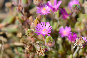 Sutherland Hardy Ice Plant