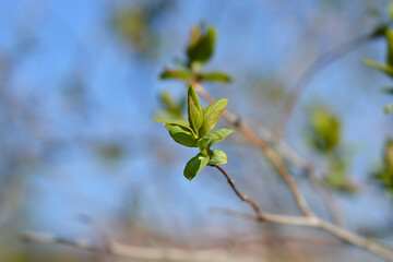 Tatarian honeysuckle