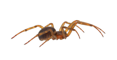 Noble false widow spider isolated on white background, Steatoda nobilis old mature female