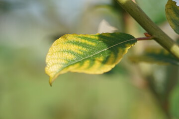 autumn leaves on a tree,leaf, nature, plant, tree, leaves, branch, spring, foliage, summer, flower, closeup, flora, forest, autumn, macro, isolated, season, green, close-up, garden, color, 