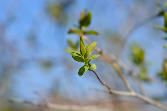 Tatarian Honeysuckle