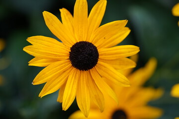 yellow flower in the garden,blume, pink, natur, garden, pflanze, blühen, schönheit, sommer, flora, aufblühen, frühling, floral, chrysantheme, lila, dahlia, farbe, blumenstrauss, rot, close up, schön,
