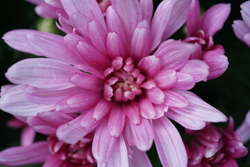 pink dahlia flower,blume, pink, natur, garden, pflanze, bl&uuml;hen, sch&ouml;nheit, sommer, flora, aufbl&uuml;hen, fr&uuml;hling, floral, chrysantheme, lila, dahlia, farbe, blumenstrauss, rot, close up, sch&ouml;n, 