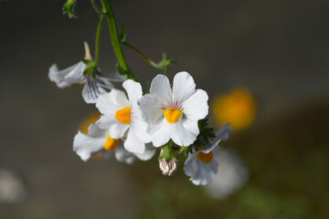 Nemesia