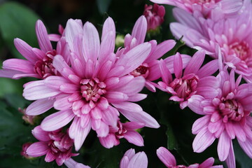Fototapeta premium a pink aster,blume, pink, natur, garden, pflanze, blühen, schönheit, sommer, flora, aufblühen, frühling, floral, chrysantheme, lila, dahlia, farbe, blumenstrauss, rot, close up, schön, 