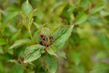 Weigela Bristol Ruby