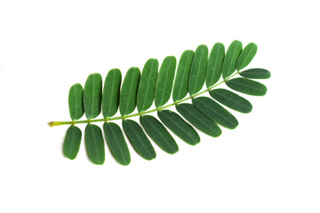 fern leaf isolated on white