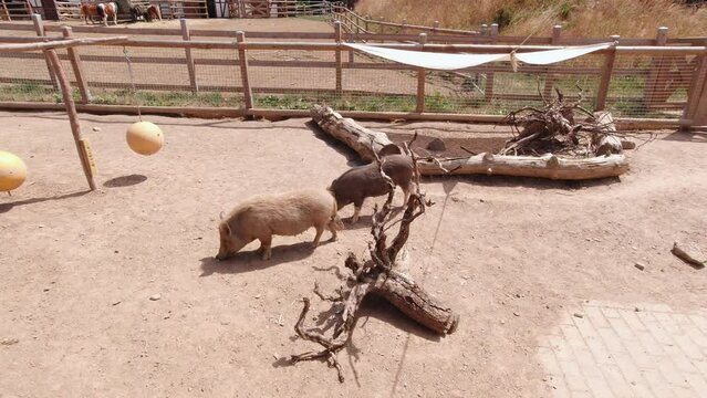 Small wild boars slow motion sunny day outdoors