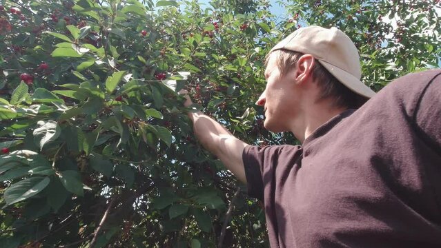 A happy man is picking berries sunny day