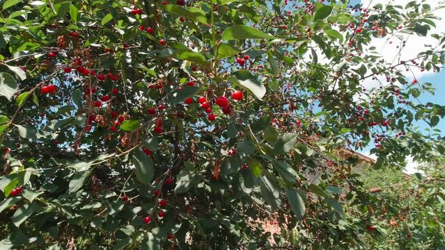 A tree with red cherries slow motion sunny day