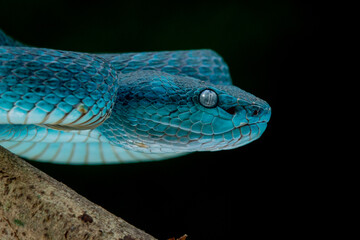 Close up shot of female blue white lipped Island pit viper snake Trimeresurus insularis with black background 