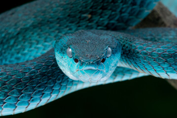 Fototapeta premium Close up shot of female blue white lipped Island pit viper snake Trimeresurus insularis with black background 