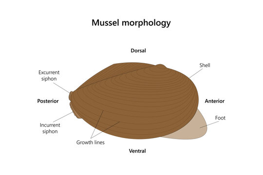 Mussel (Anodonta) morphoology. Vector illustration.