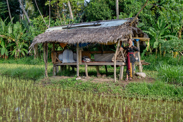 Fototapeta na wymiar Asian young girl in green rice fields dressed in traditional clothes posing in front of a wooden house.