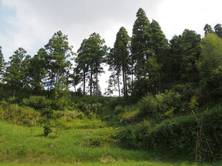 斜面に生える木々の群生と芝生