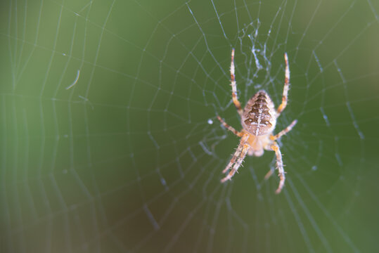 Macro shot of a cross spider in spider web.