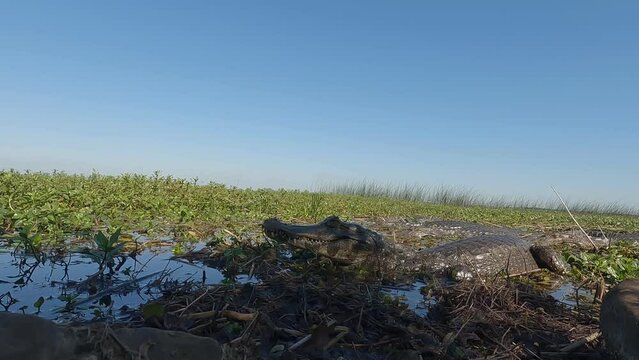 A caiman is sunbathing in the Ibera National Park.  Leaf shadows dance across the reptiles face. It watches for a while, and then moves away. The lush green marshes can be seen in the background. 