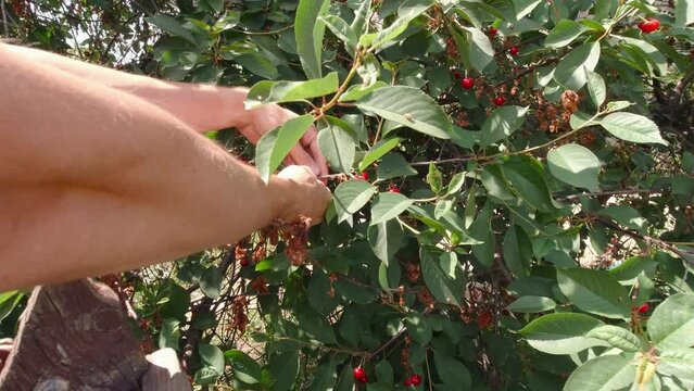 Hands picking cherries slow motion closeup outdoors