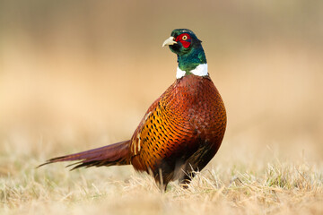 male Common pheasant (Phasianus colchius) Ring-necked pheasant in natural habitat, grassland in early winter
