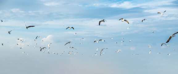 Flock of seagulls bird flying migrate in the blue sky