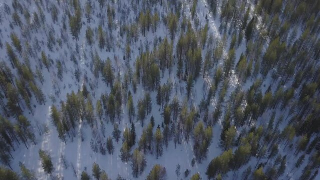 Amazing cinematic drone footage with lens flares from Finnish Lapland winter wilderness forest.
