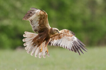 Flying Birds of prey Marsh harrier Circus aeruginosus, hunting time Poland Europe