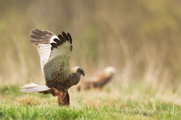 Flying Birds of prey Marsh harrier Circus aeruginosus, hunting time Poland Europe