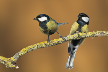 Two Colorful great tit ( Parus major ) perched on a tree trunk, photographed in horizontal, amazing background
