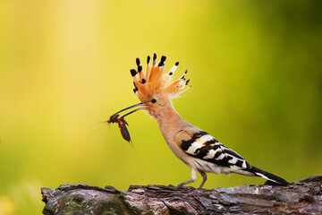 Bird Hoopoe Upupa epops, summer time in Poland Europe