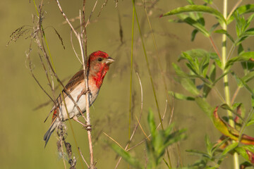 Common Rosefinch Erythrinus carpodacus Bird, small migratory bird in red feathers, male summer time Poland, Europe