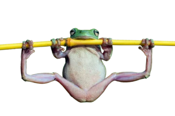 Zelfklevend Fotobehang Dumpy frog "litoria caerulea" look like gymnastik © kuritafsheen