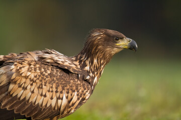 sitting on green meadow Majestic predator White-tailed eagle, Haliaeetus albicilla in Poland wild nature juvenile bird of prey, close-up photo