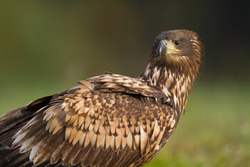 sitting on green meadow Majestic predator White-tailed eagle, Haliaeetus albicilla in Poland wild nature juvenile bird of prey, close-up photo