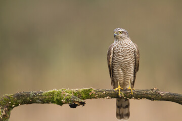 Birds of prey Sparrowhawk Accipiter nisus, hunting time bird sitting on the branch, Poland Europe