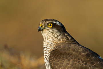 Birds of prey Sparrowhawk Accipiter nisus, hunting time bird sitting on the branch, Poland Europe