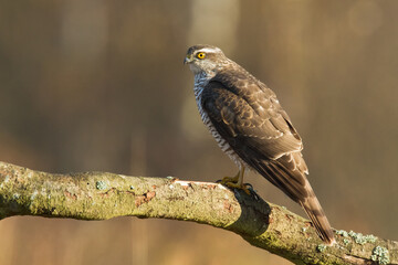 Birds of prey Sparrowhawk Accipiter nisus, hunting time bird sitting on the branch, Poland Europe