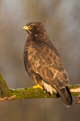 Birds of prey - Common buzzard Buteo buteo sitting on the branch, hunting time, Poland Europe