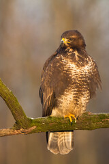 Birds of prey - Common buzzard Buteo buteo sitting on the branch, hunting time, Poland Europe