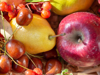 Naklejka na ściany i meble Autumn still life with ripe fruits and berries. Close-up of pear, apple, unabi, rowan-harvest festival